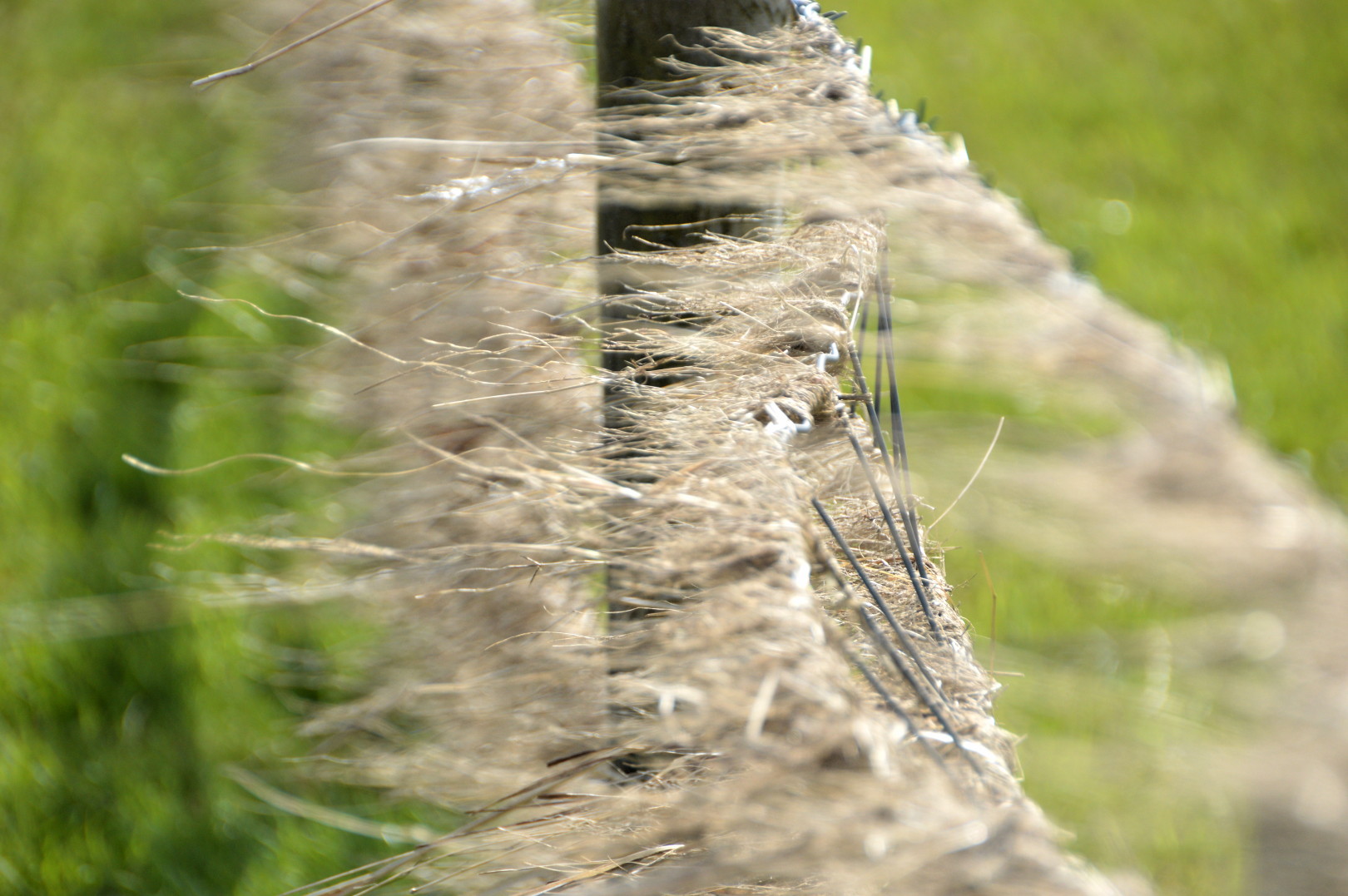 wild wind blows