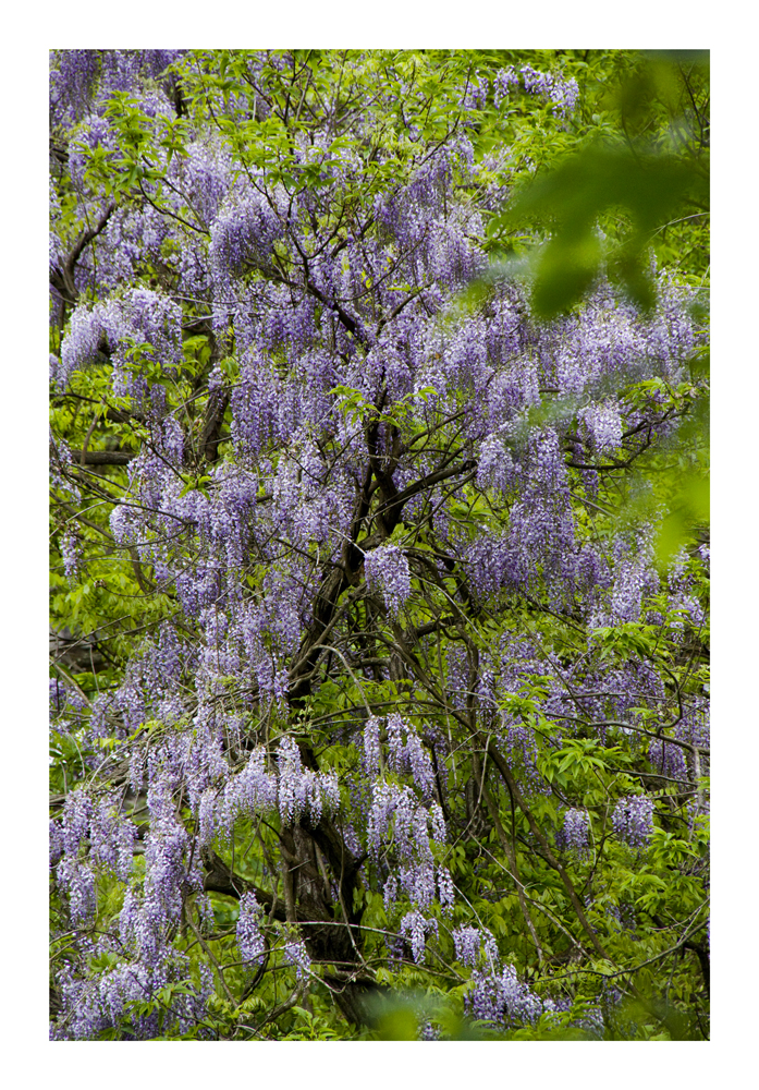 Wild Wisteria