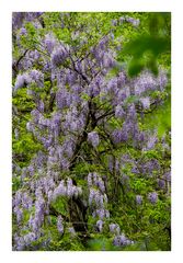 Wild Wisteria