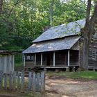 Wild-wood Home