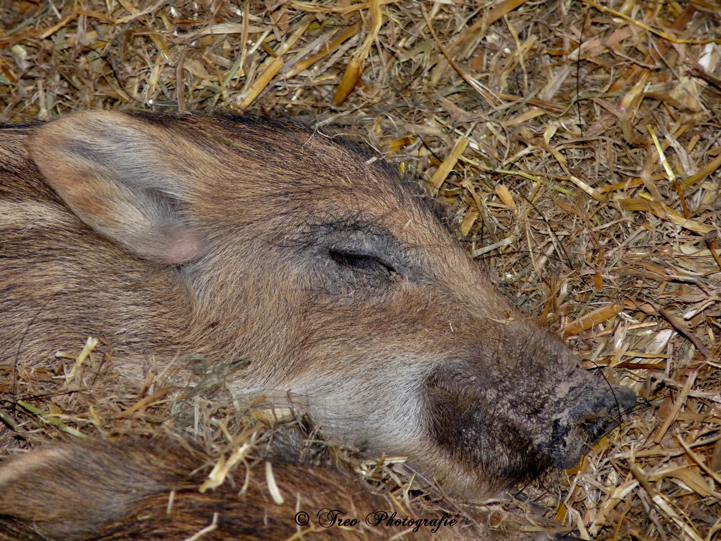 Wild-Wutzchen