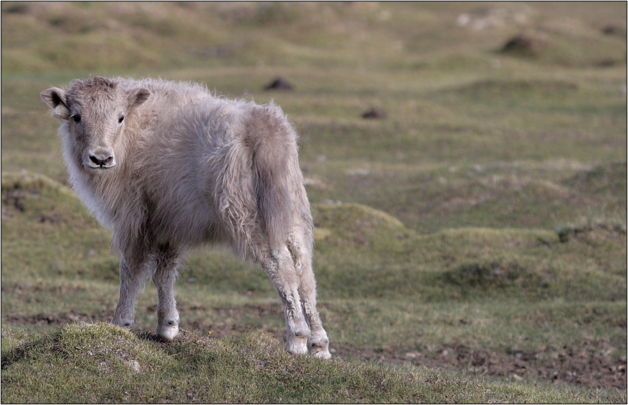 wild yak