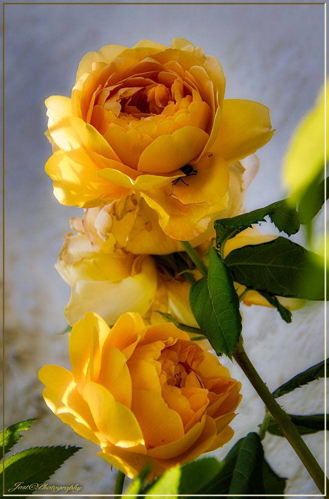 wild yellow roses ...