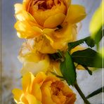 wild yellow roses ...