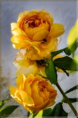 wild yellow roses ...