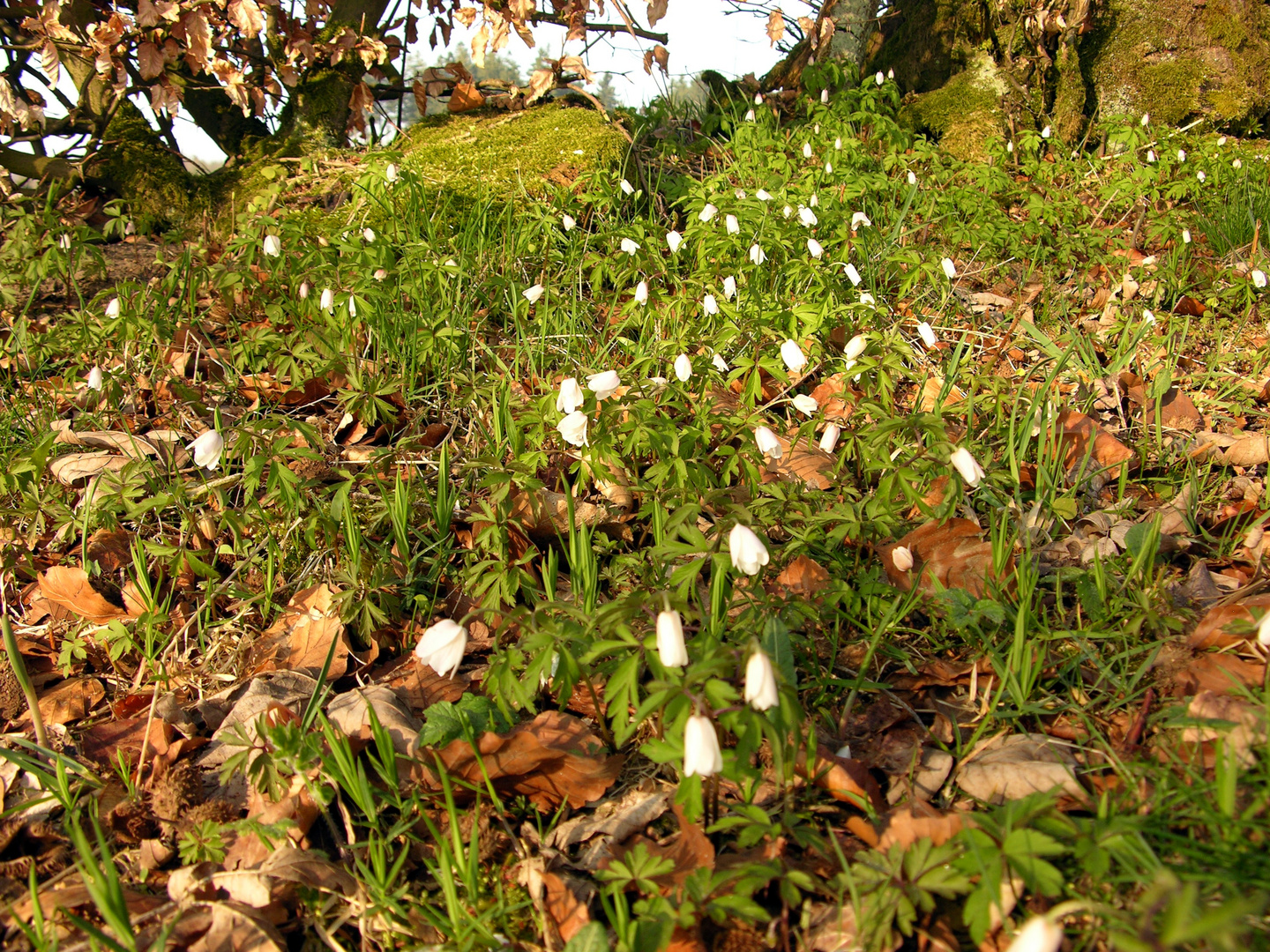 Wildanemone (Anemone sylvestris)