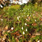 Wildanemone (Anemone sylvestris)