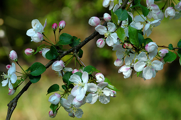 Wildapfel-Blüte