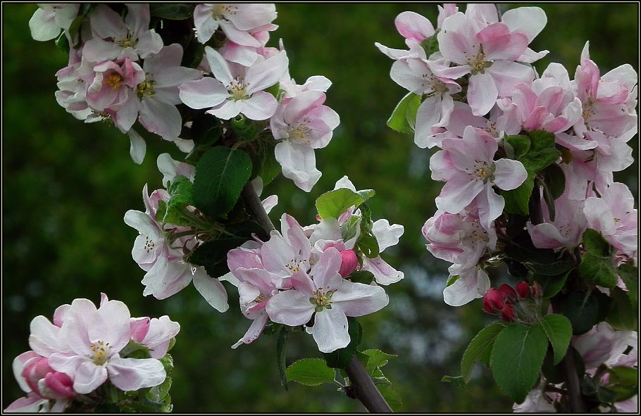 Wildapfel in Blüte