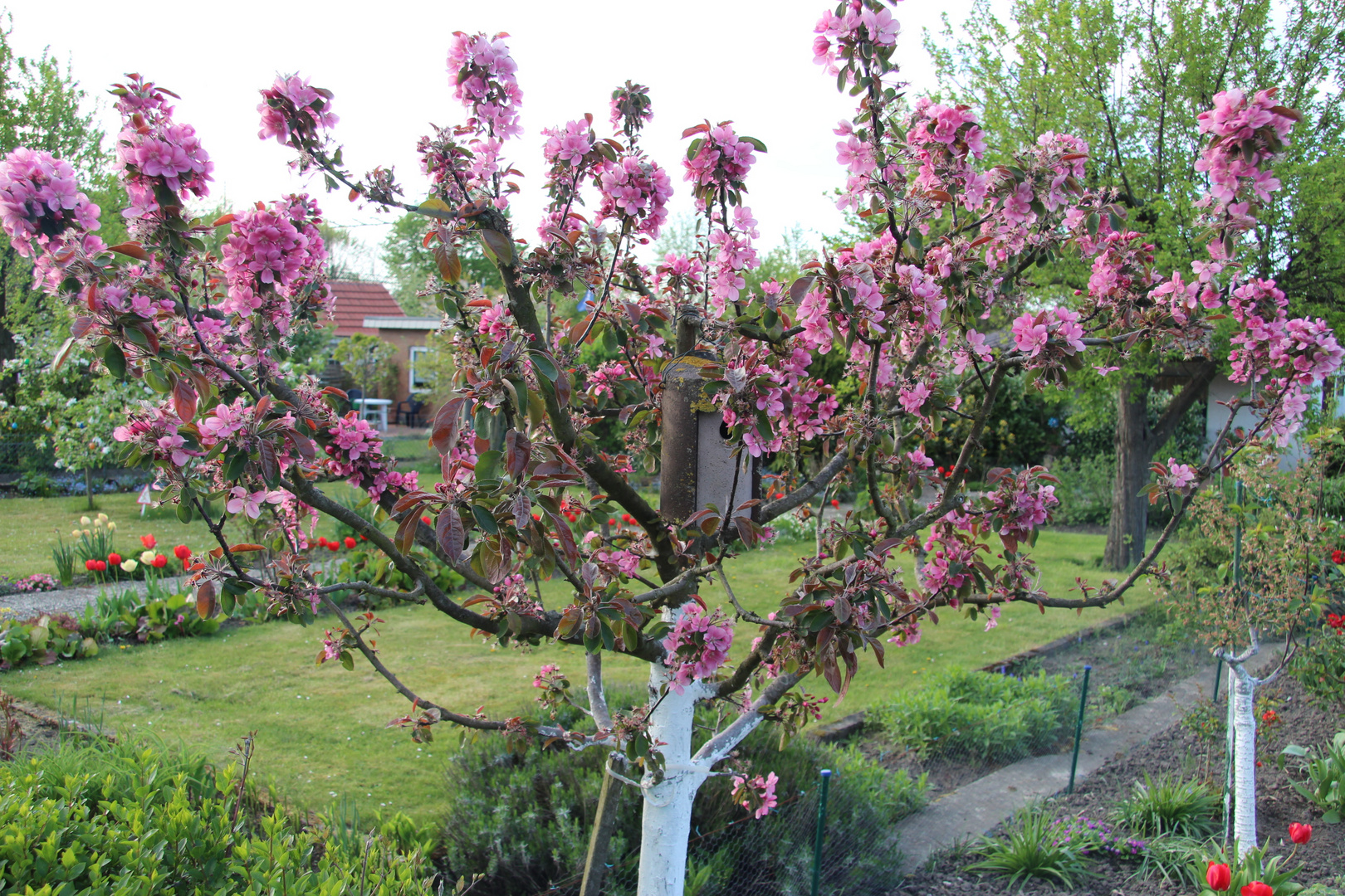 Wildapfel in der Blüte