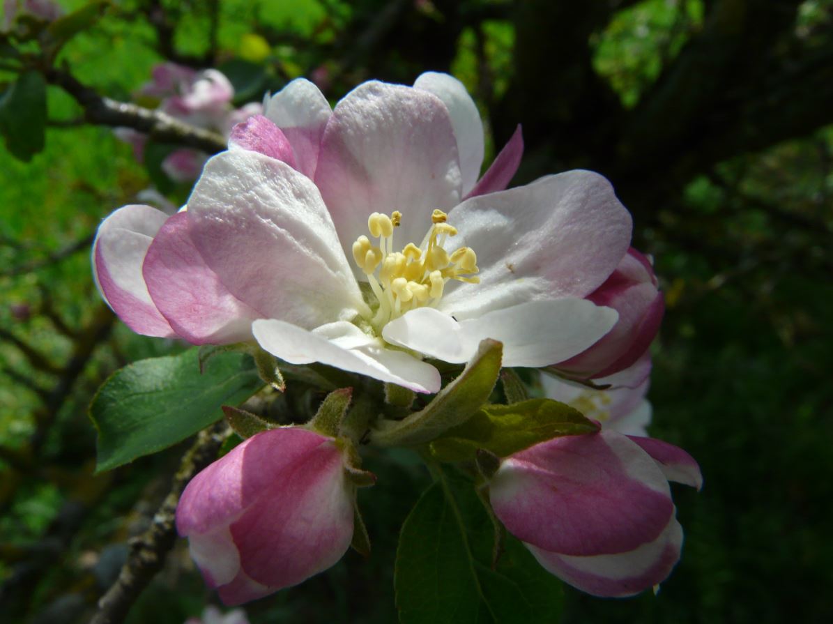 Wildapfel - Malus sylvestris