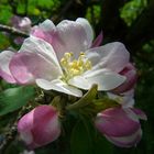 Wildapfel - Malus sylvestris