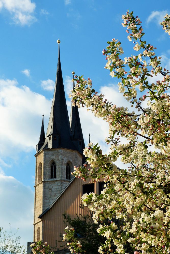 Wildapfelbaum & Jakobikirche