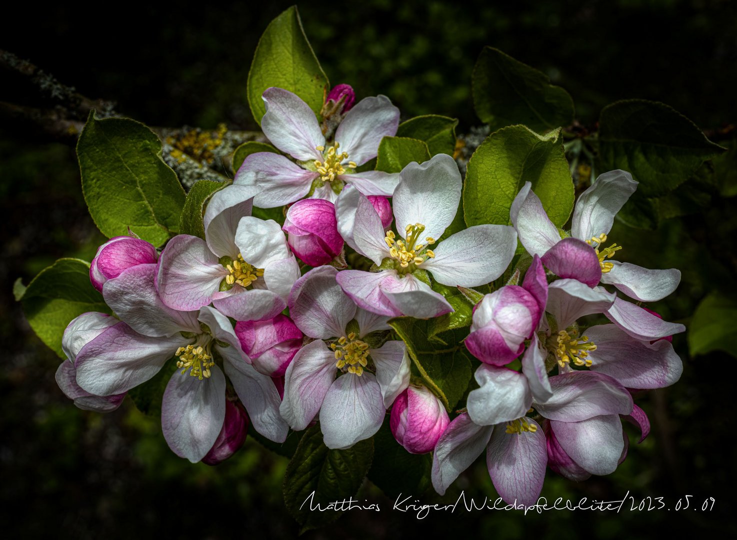 Wildapfelblüte