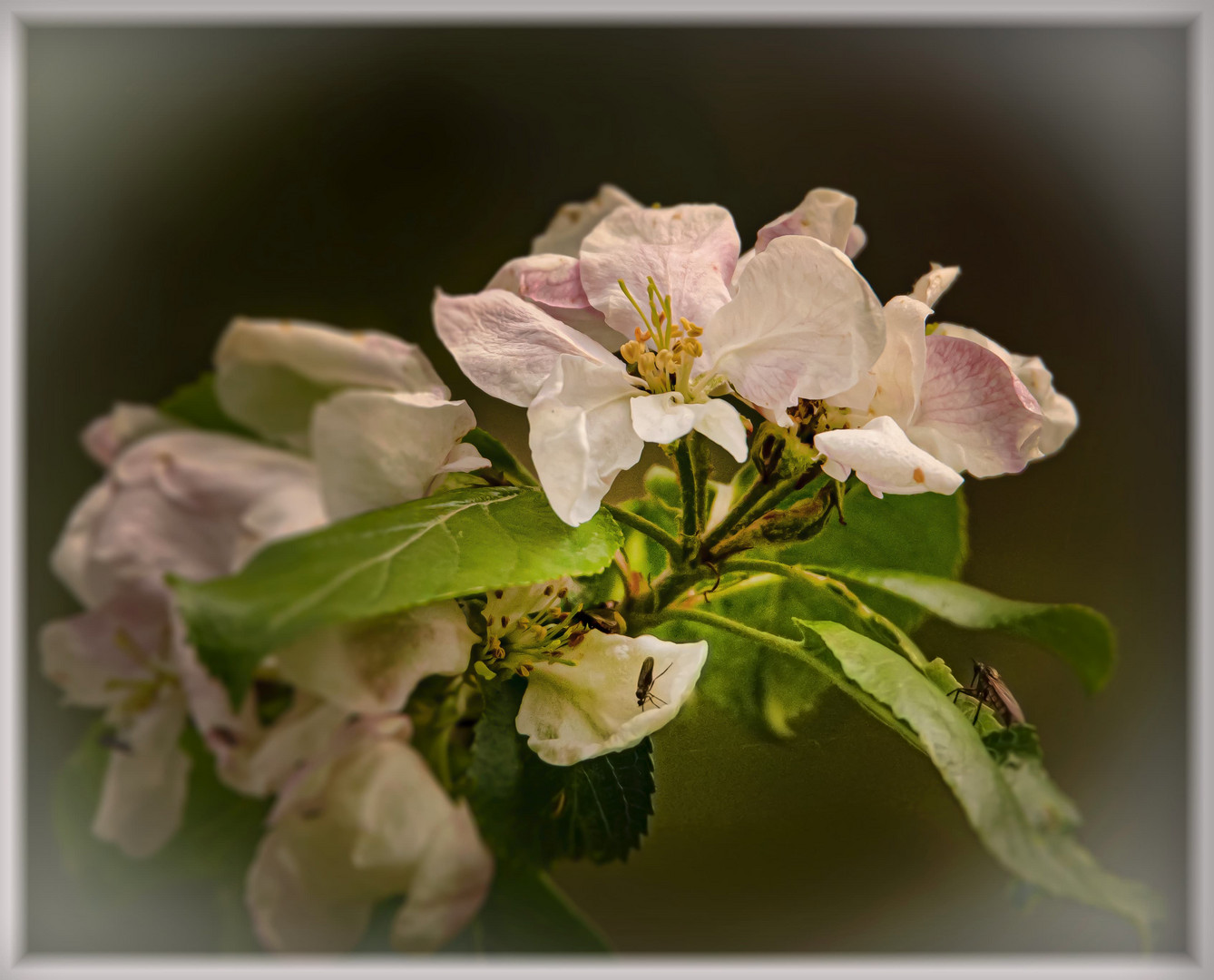 Wildapfelblüte