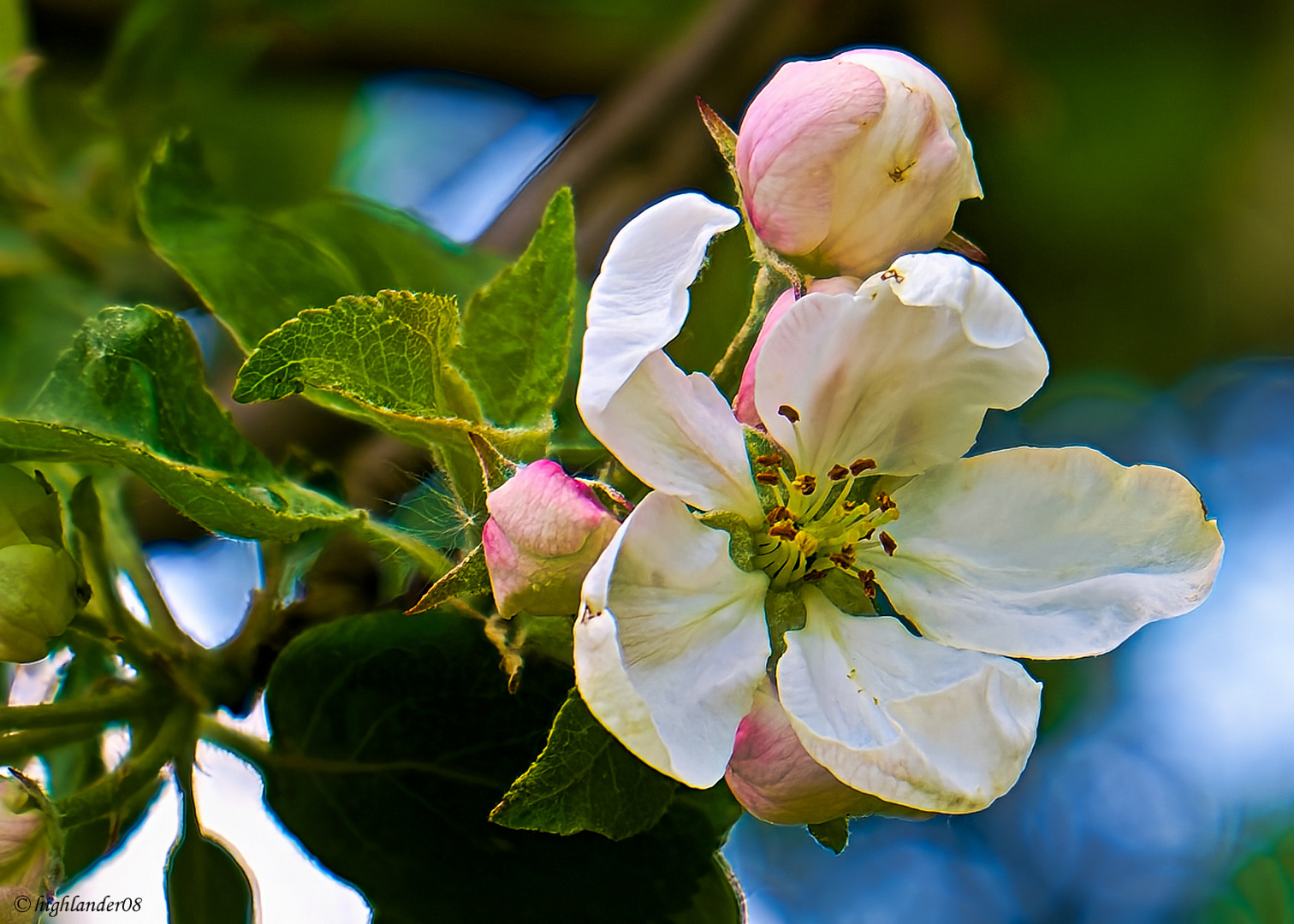 Wildapfelblüte