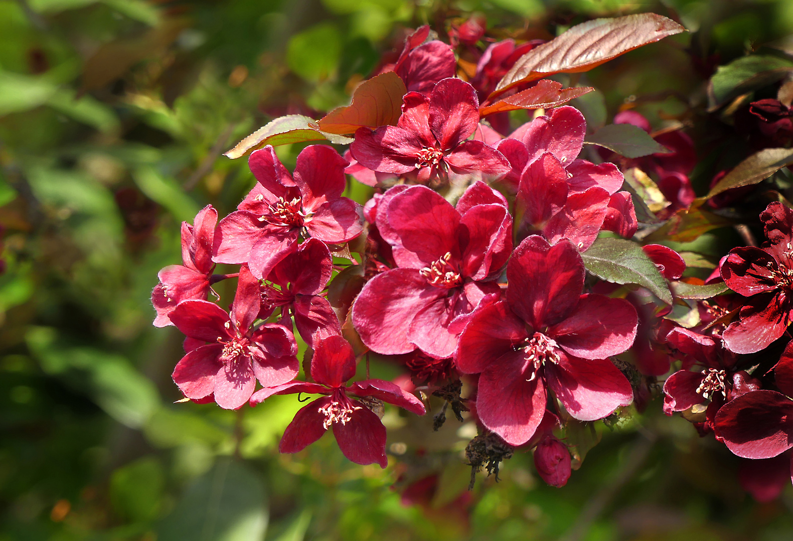 Wildapfelblüten