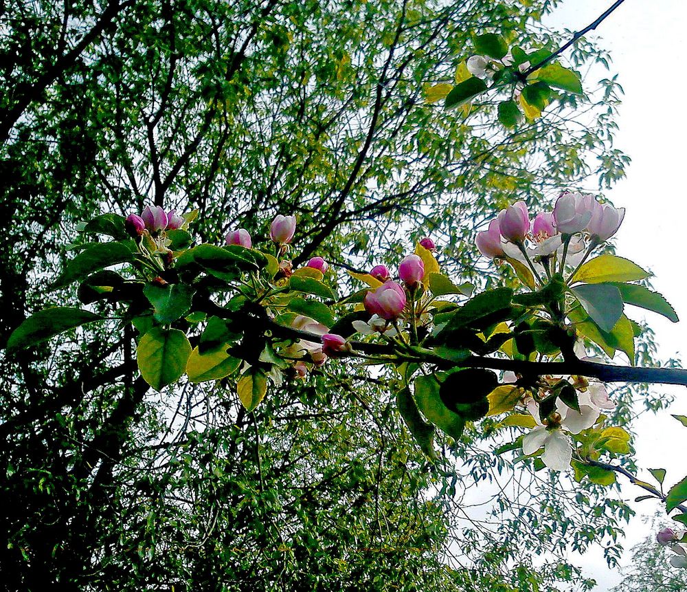 Wildapfelblüten. Baum des Jahres 2013 .