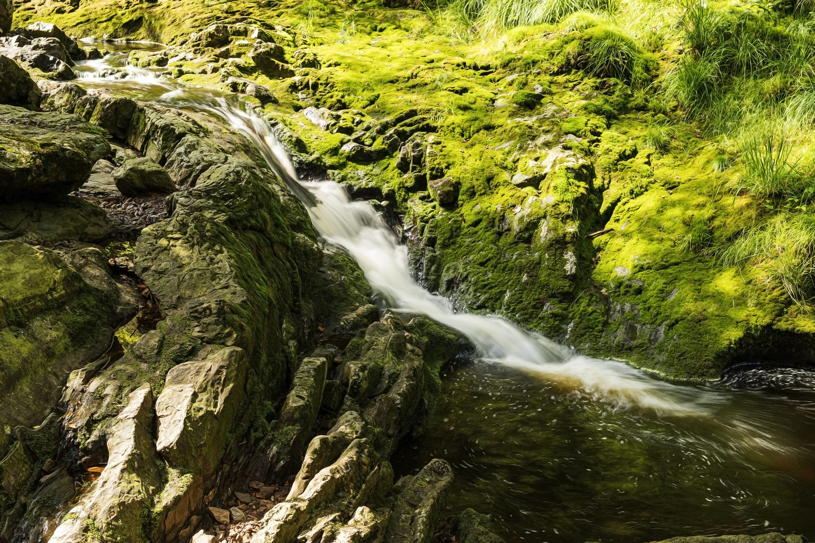 Wildbach Hohes Venn