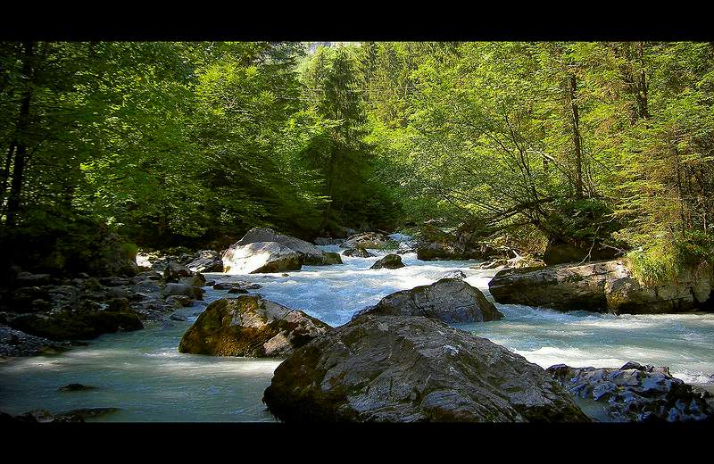 Wildbach im Wald