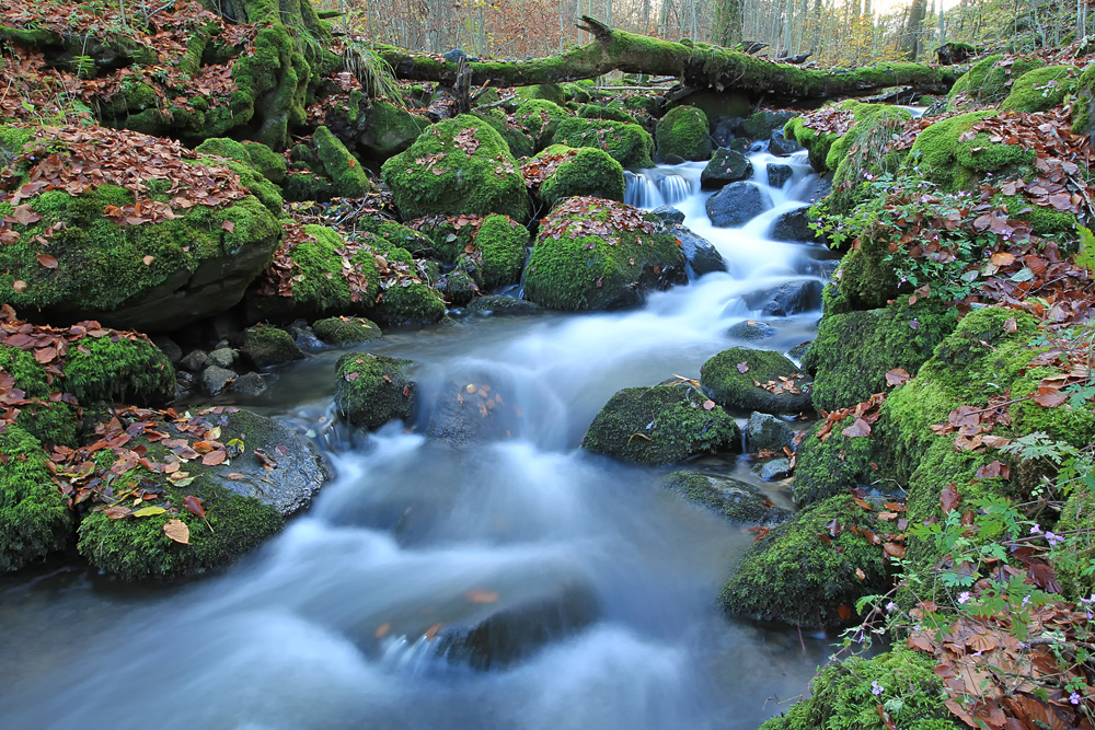 Wildbach im Westerwald