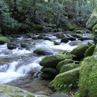 Wildbach in den Smoky Mountains