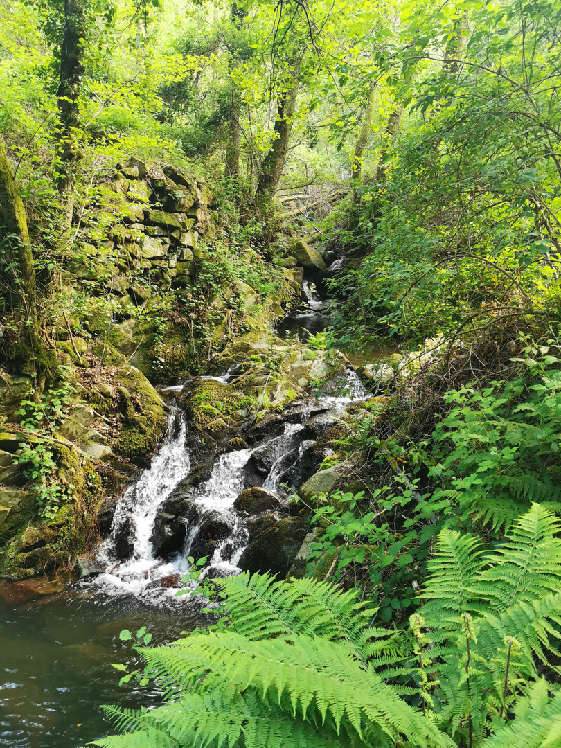 Wildbach in der Nähe der Cinque Terre 