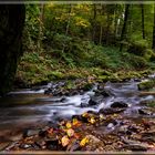 Wildbach in Luxemburg / Müllerthal