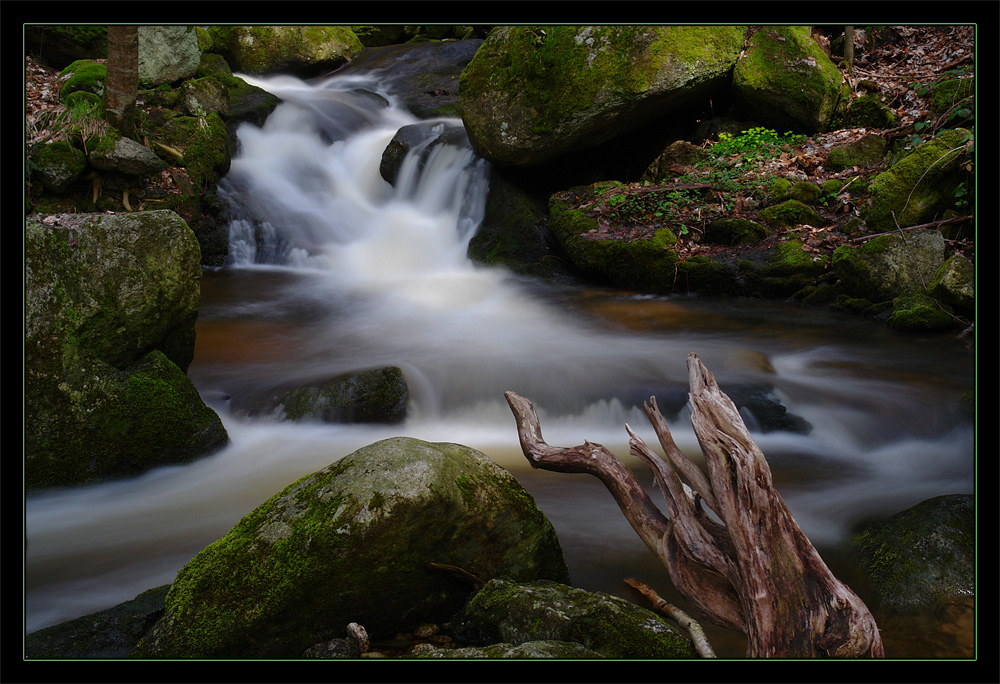 Wildbachimpressionen (3)