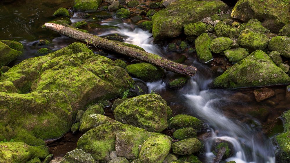 Wildbachklamm Buchberger Leite