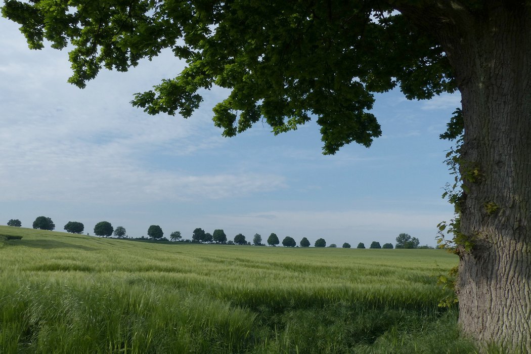 Wildbahn, freie