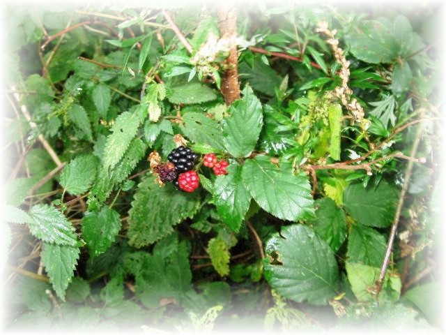 - Wildbeeren aus dem Steinbruch -