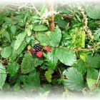 - Wildbeeren aus dem Steinbruch -