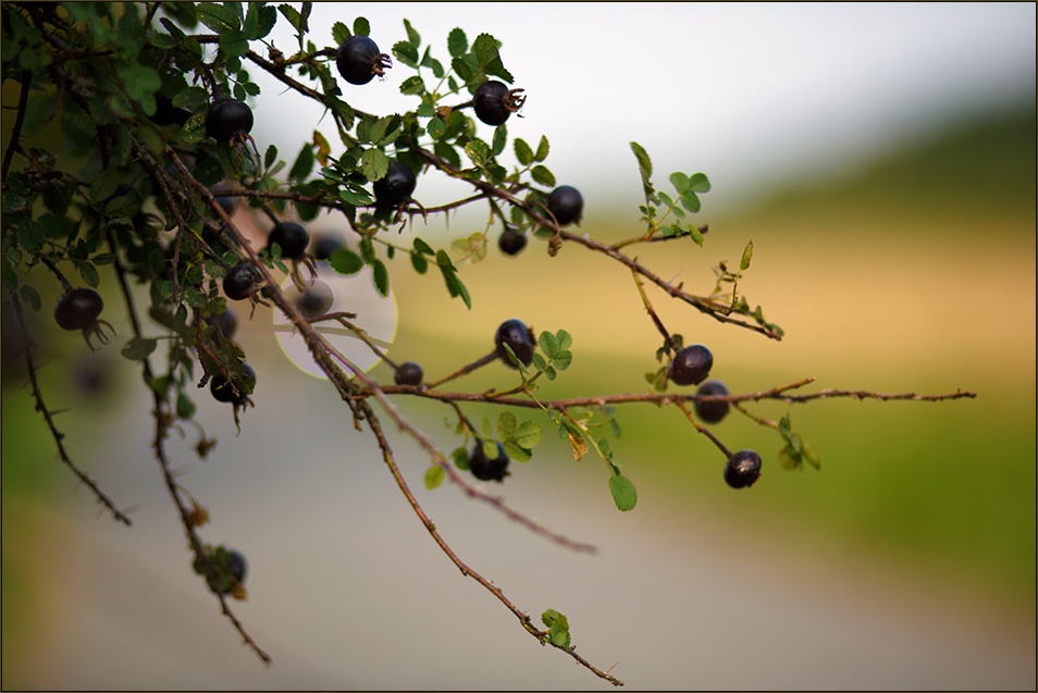 Wildbeeren