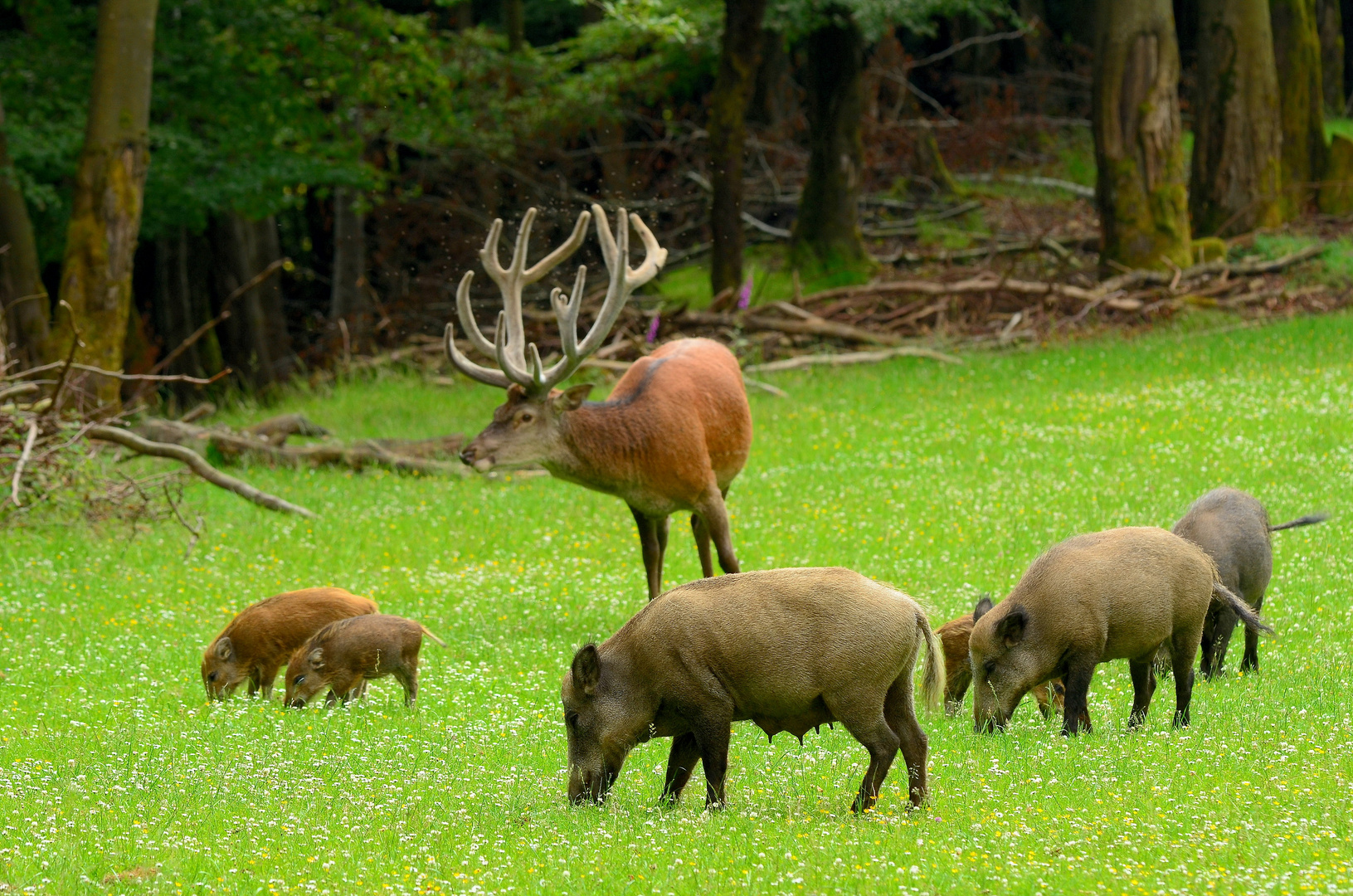 Wildbegegnung - Rot- und Schwarzwild kommen sehr gut miteinander aus