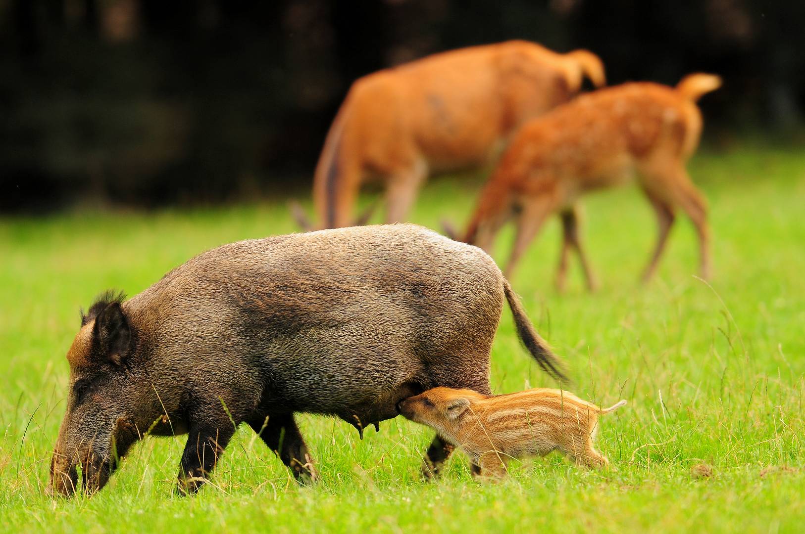 Wildbegegnung von Schwarz- und Rotwild - 2 Tiermütter mit ihrem Nachwuchs