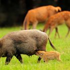 Wildbegegnung von Schwarz- und Rotwild - 2 Tiermütter mit ihrem Nachwuchs