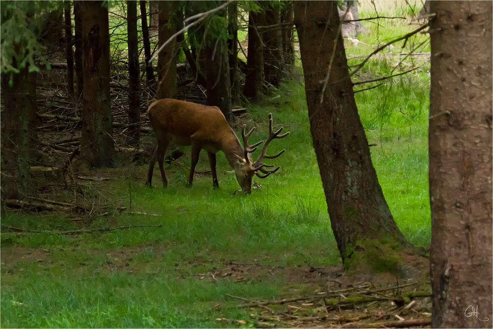 Wildbeobachtung im Oberpfälzer Wald