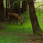 Wildbeobachtung im Oberpfälzer Wald