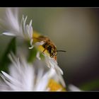 Wildbienchen ... #1