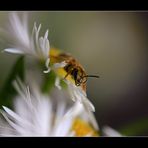 Wildbienchen ... #1