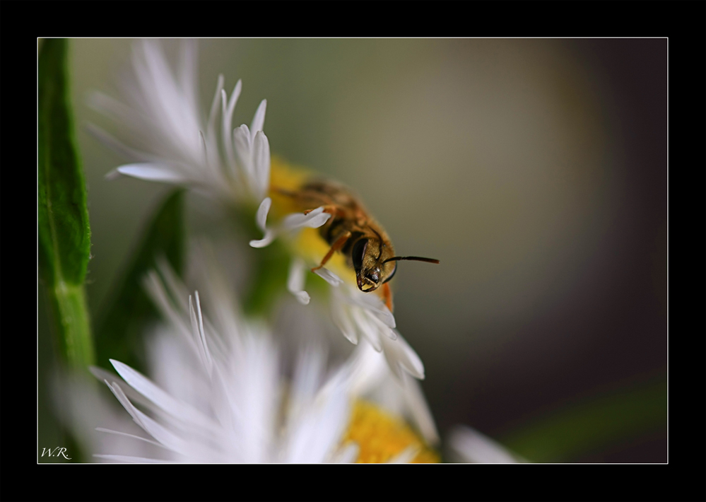 Wildbienchen ... #1