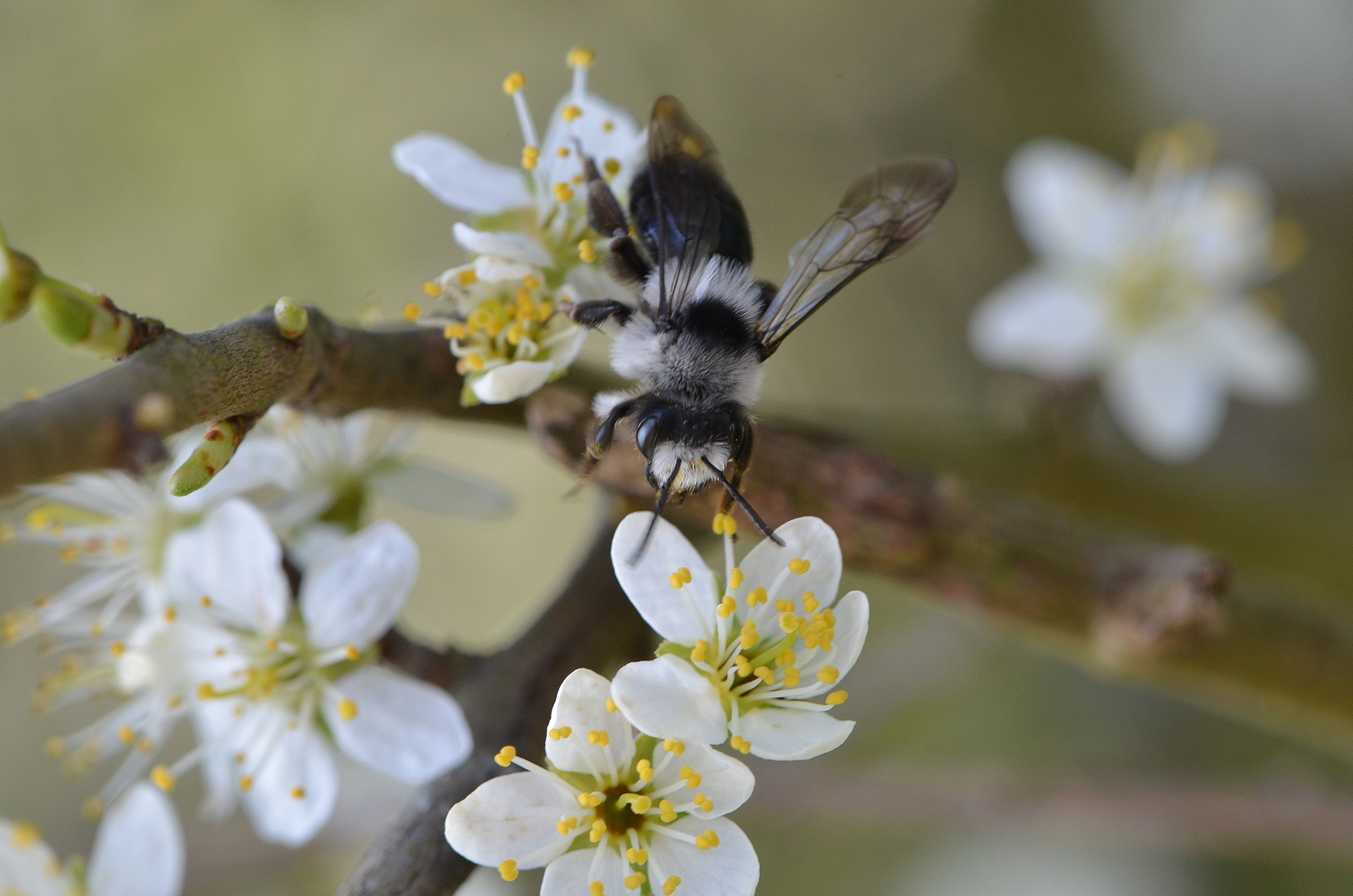 Wildbienchen