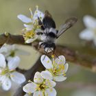 Wildbienchen