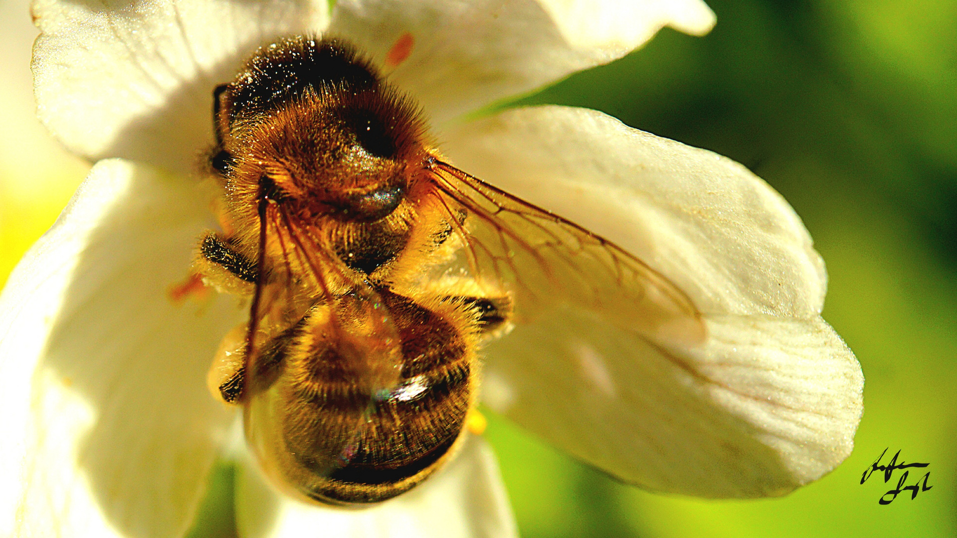 Wildbienchen 