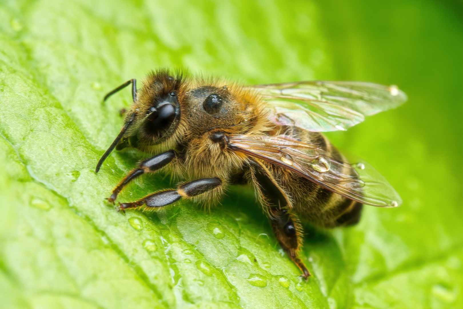 Wildbienchen