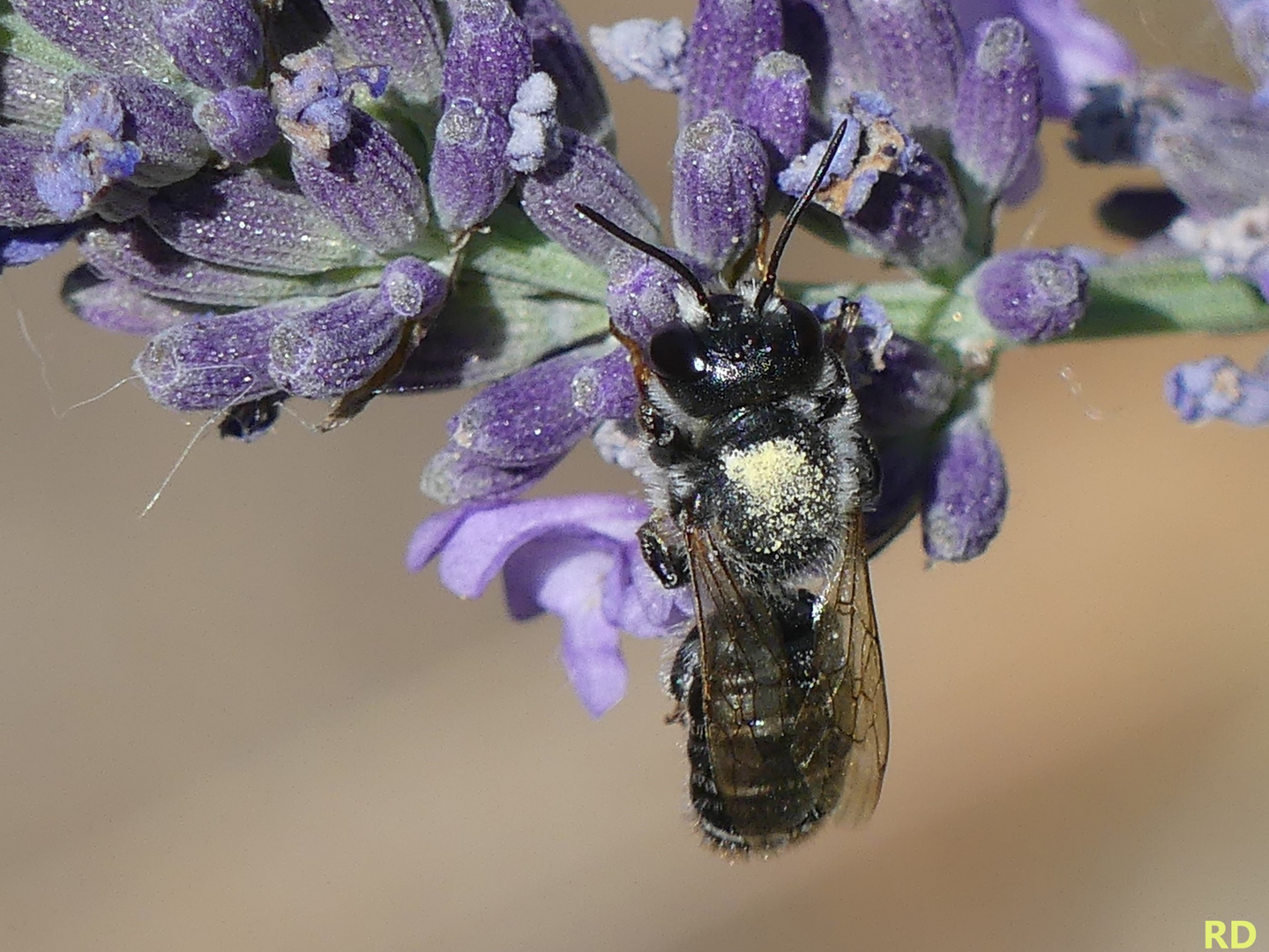 Wildbienchen an Lavendel 