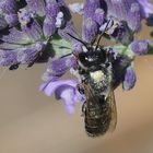 Wildbienchen an Lavendel 