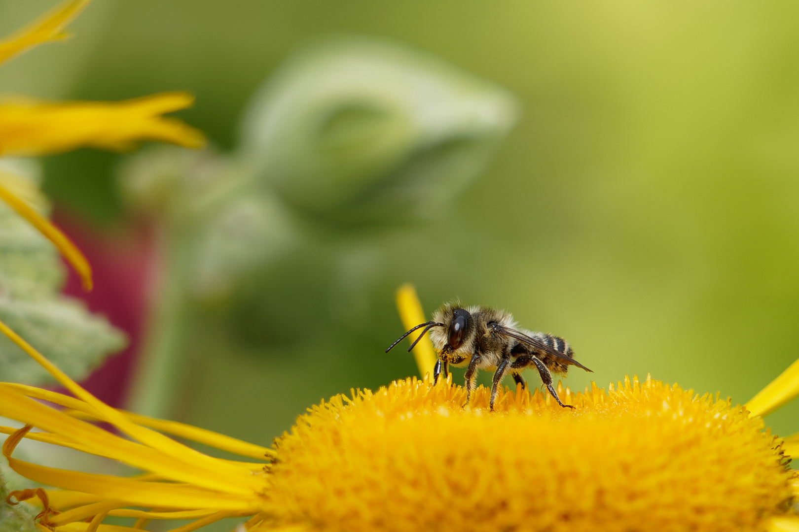 Wildbienchen auf großer Telekie