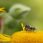 Wildbienchen auf großer Telekie